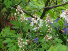 Tiarella cordifolia Schuimbloem bestellen